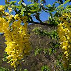 BELLE GLYCINE  jaune