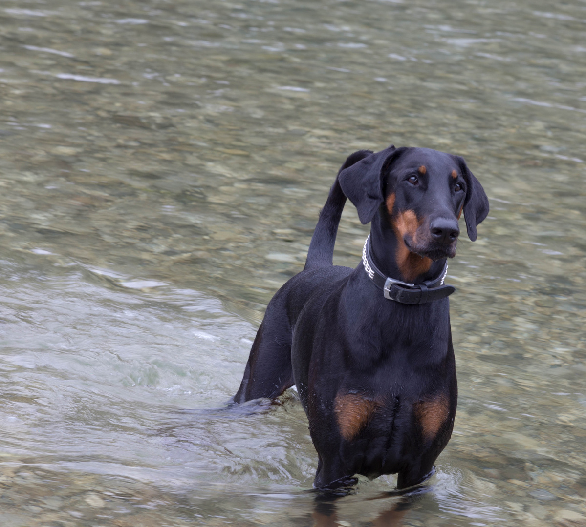 Belle in der Isar bei Bad Tölz