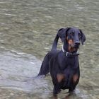 Belle in der Isar bei Bad Tölz