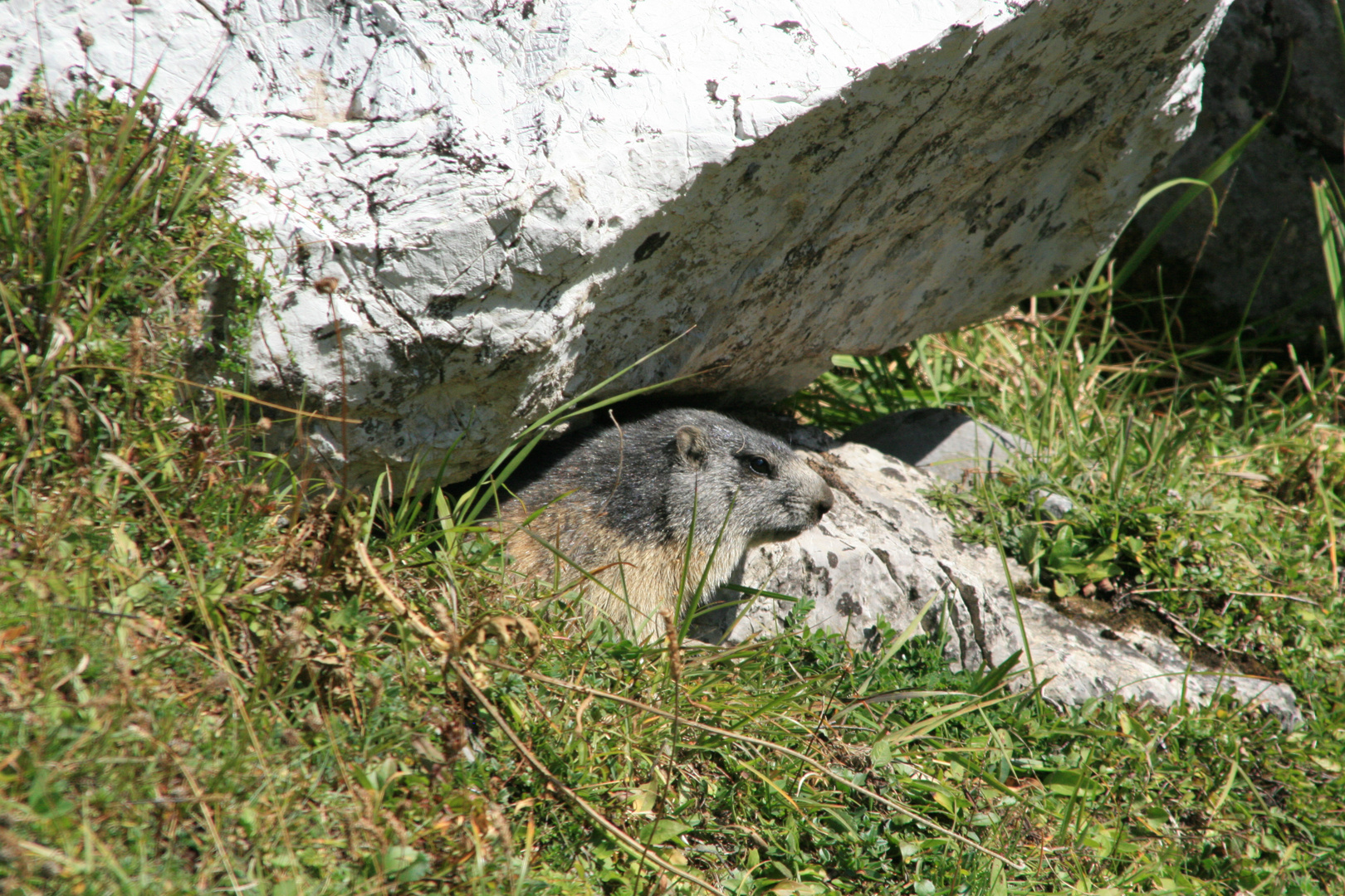 Belle marmotte