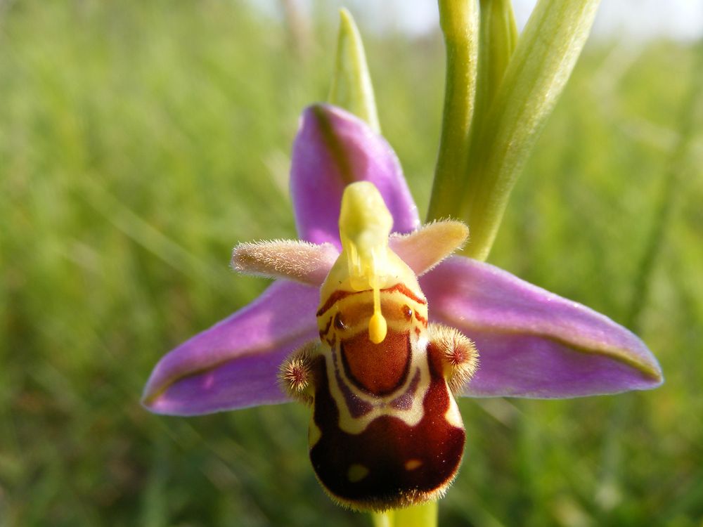Belle Orchidée, Ophrys abeille