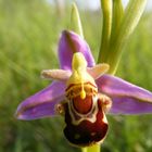 Belle Orchidée, Ophrys abeille