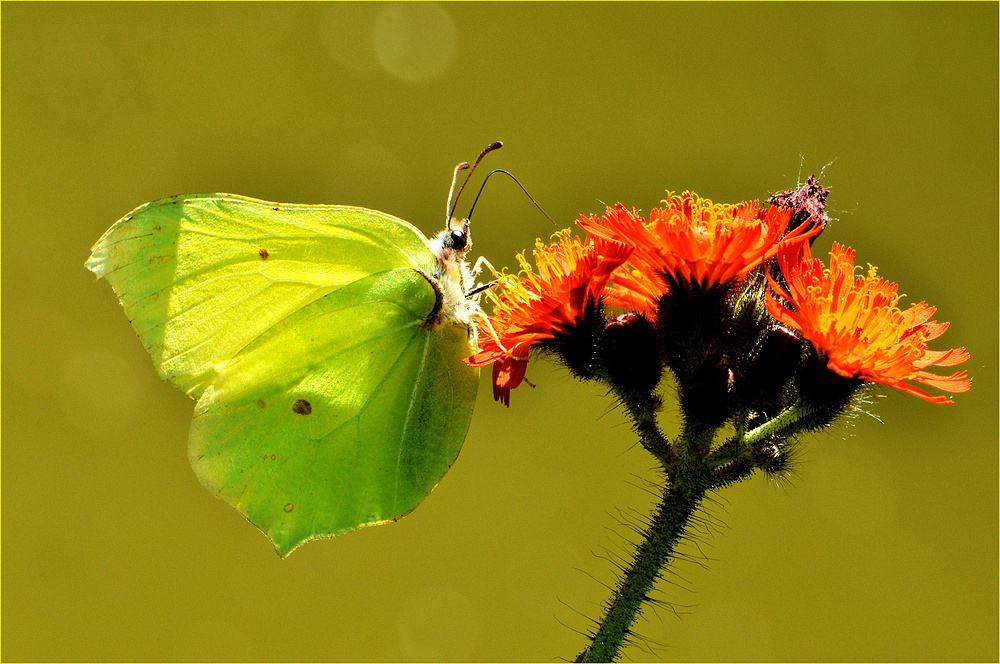 Belle papillon