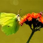 Belle papillon