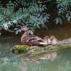 Belle petite famille