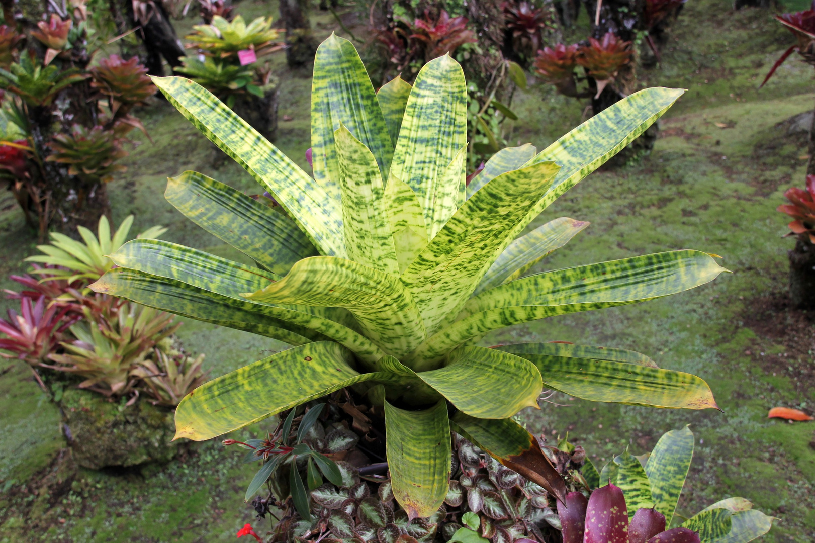 belle plante tropicale