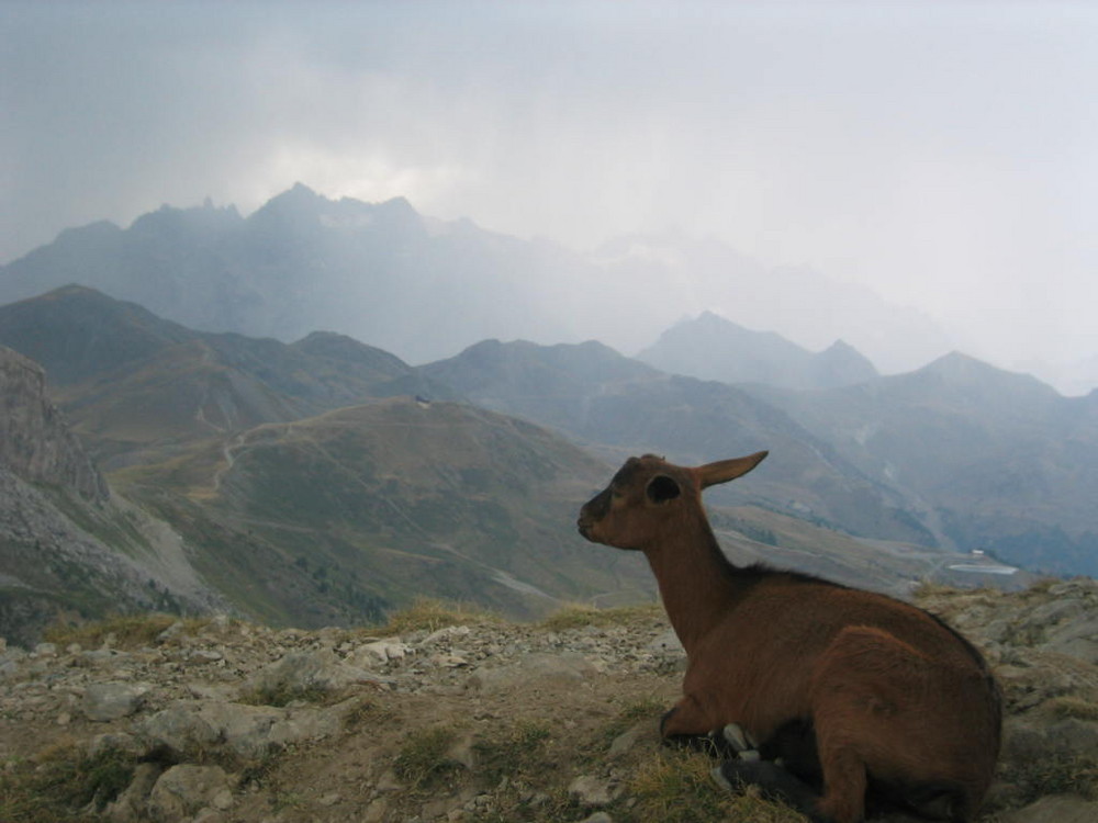 belle rencontre a 2800m