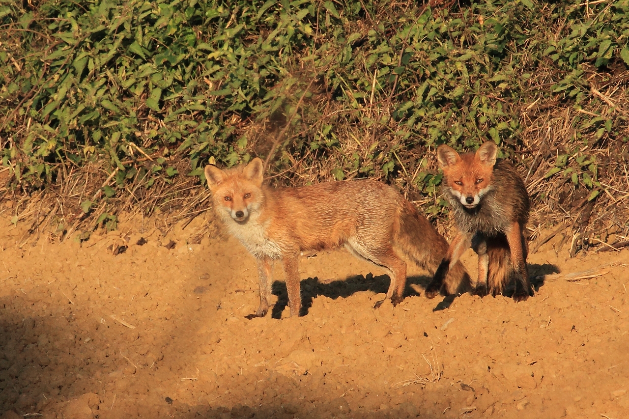 Belle rencontre.