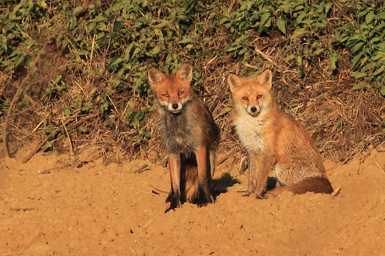 Belle rencontre du matin.