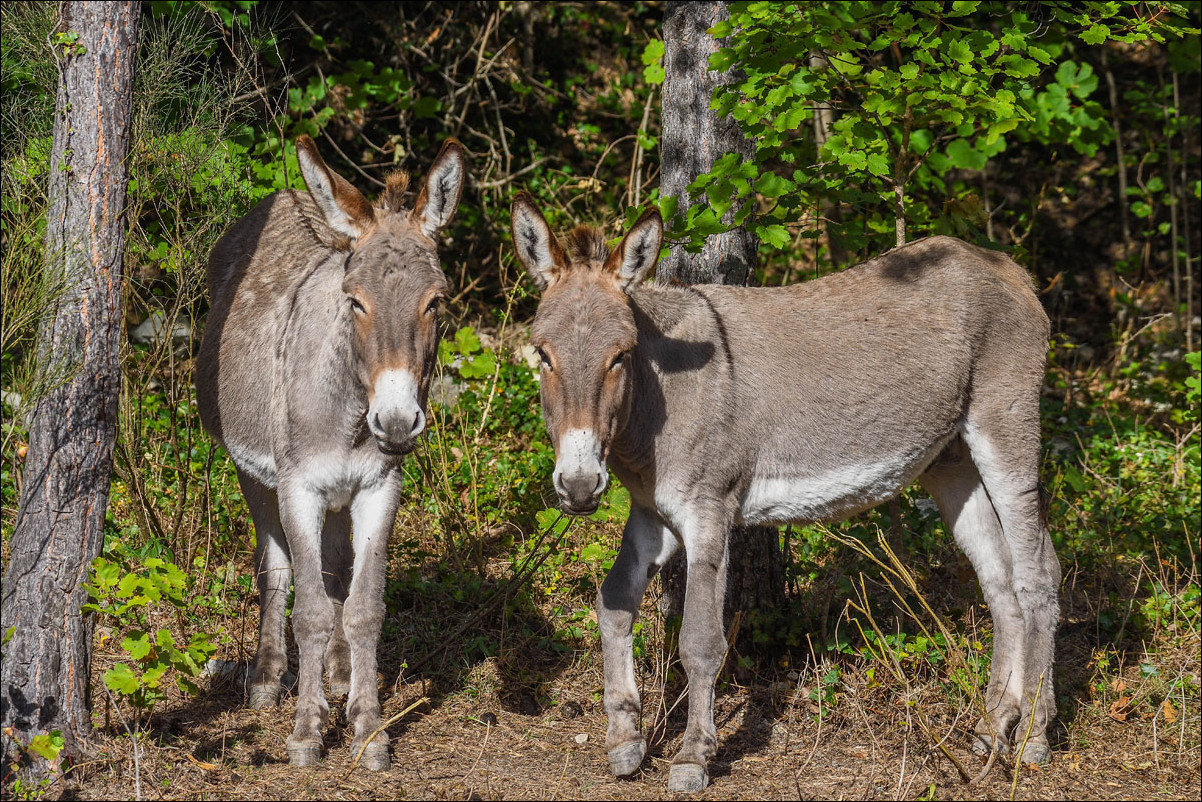 Belle rencontre en allant vers Sigale