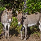 Belle rencontre en allant vers Sigale