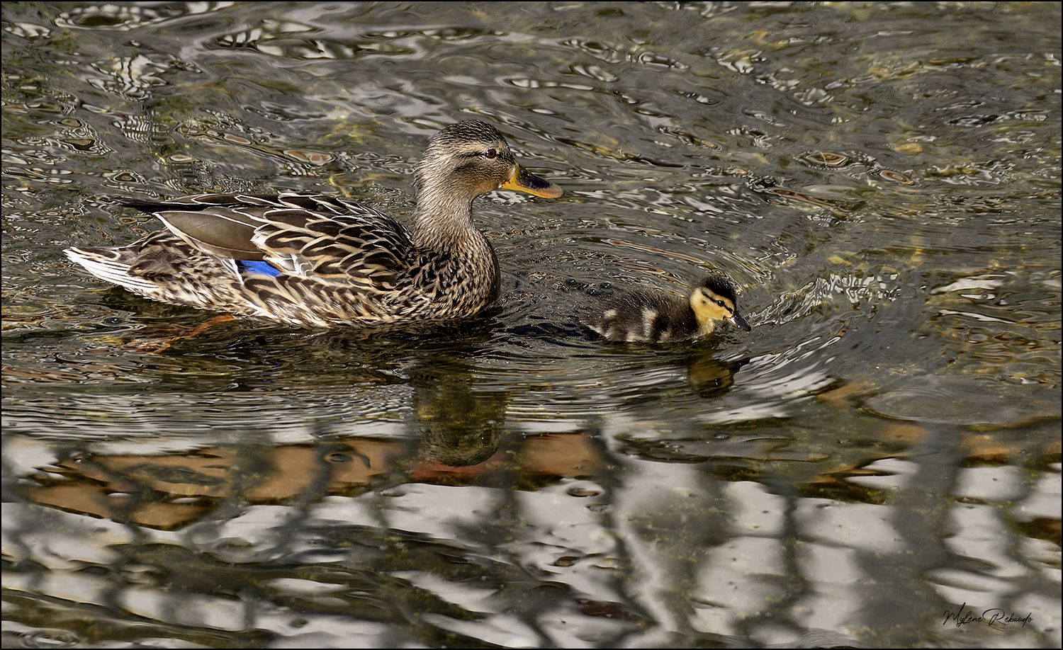 Belle rencontre sur la rivière