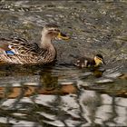 Belle rencontre sur la rivière