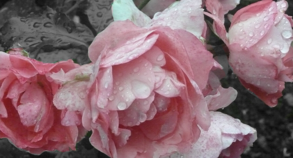 Belle rose..