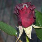 belle rose avec fourmi et chenille