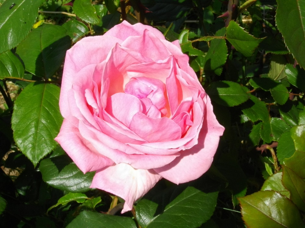 belle rose