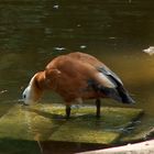 belle rousse