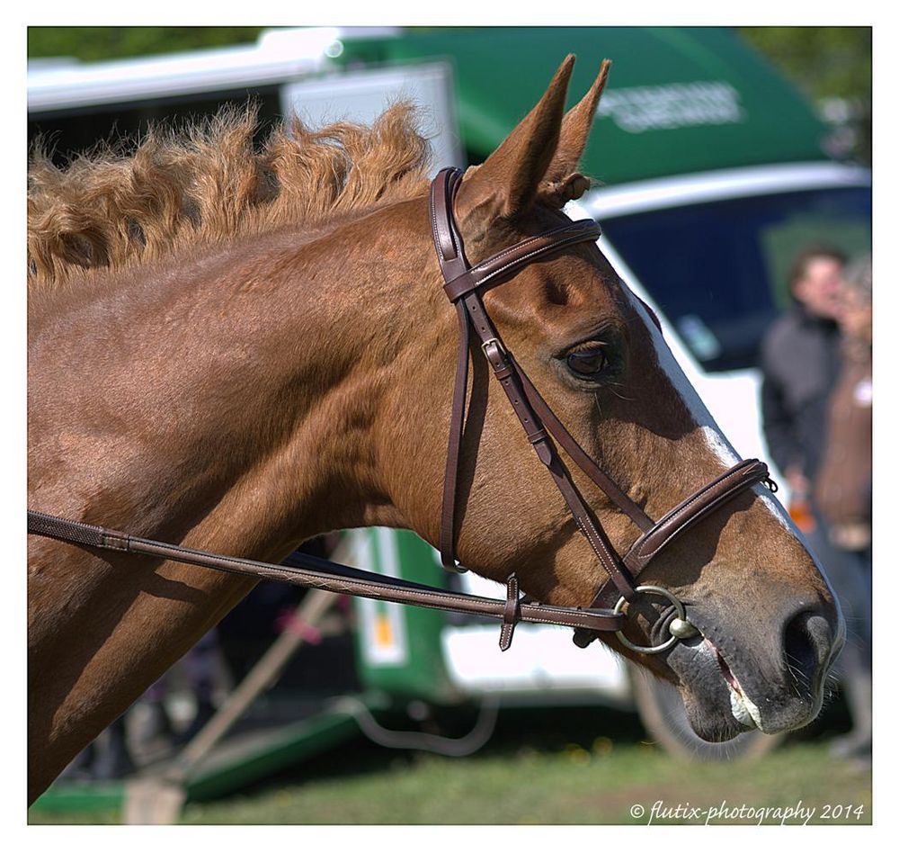 Belle tête