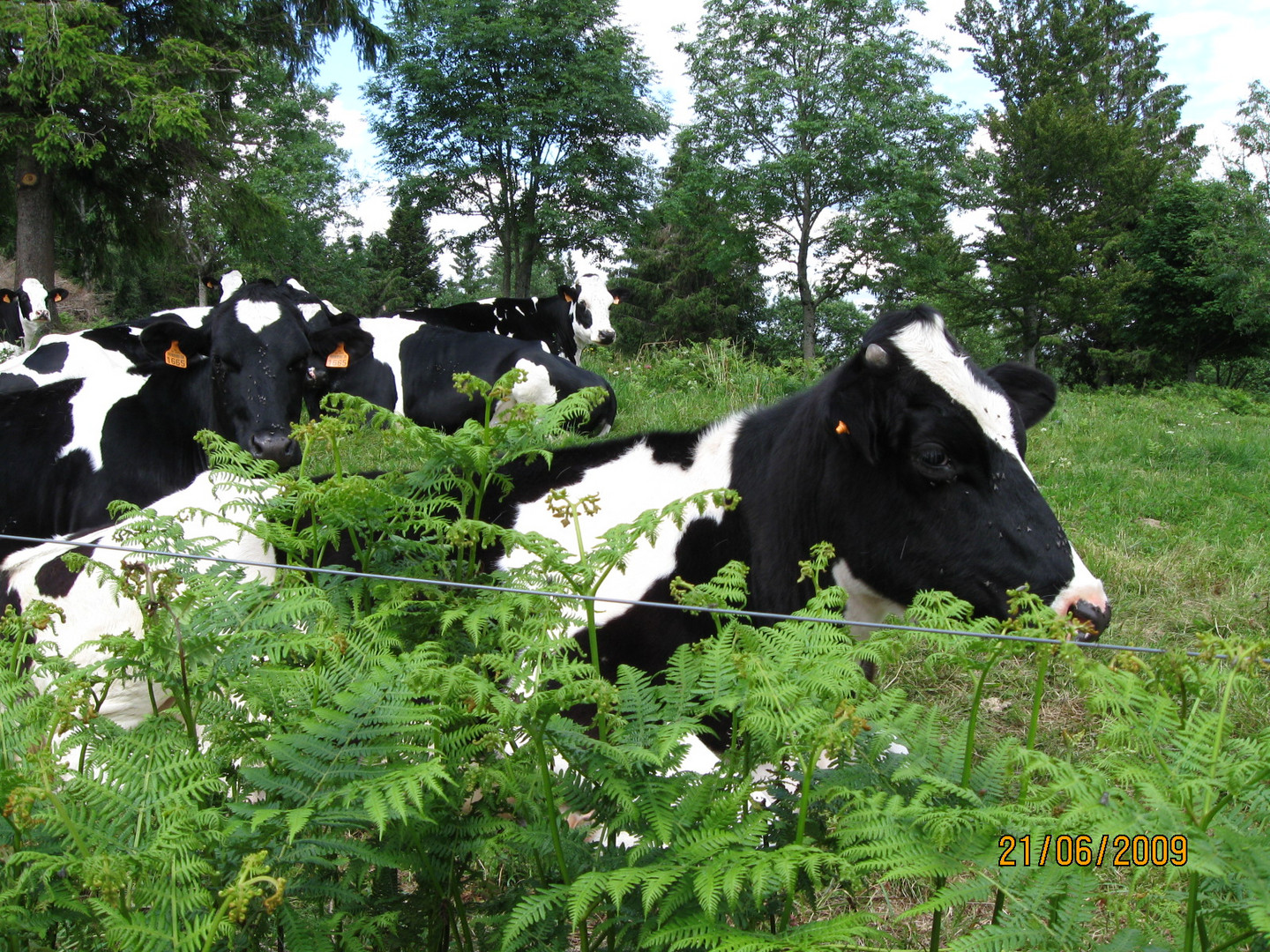 Belle vache des champs