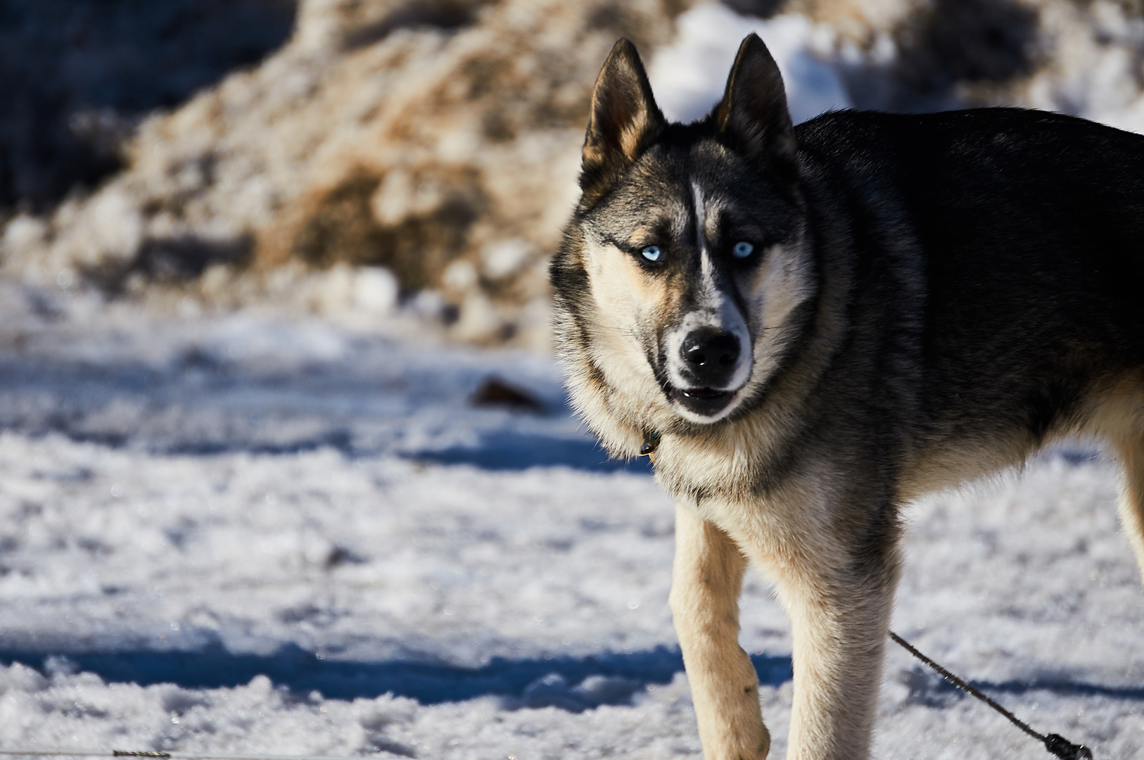 Bellender Schlittenhund