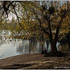 Bellenkrappen-Mündung am Rhein