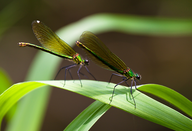 Belles Demoiselles