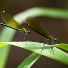 Belles Demoiselles