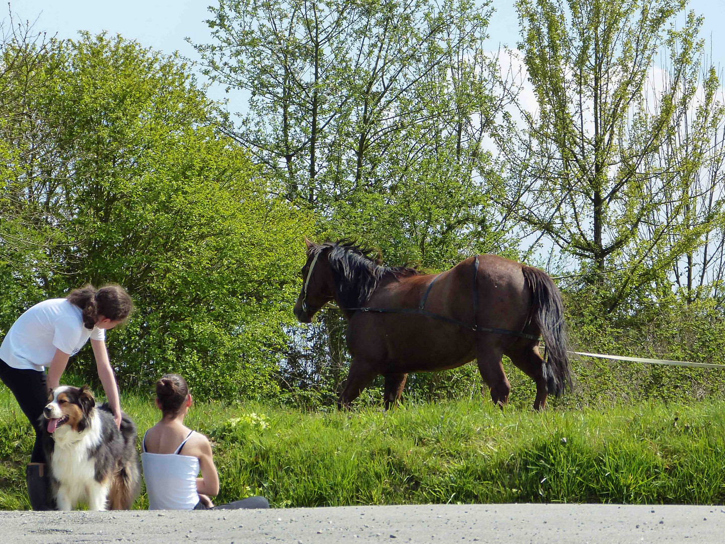 Belles et bêtes au pré