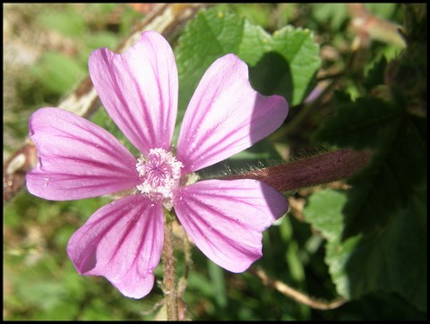 BELLES FLEURS