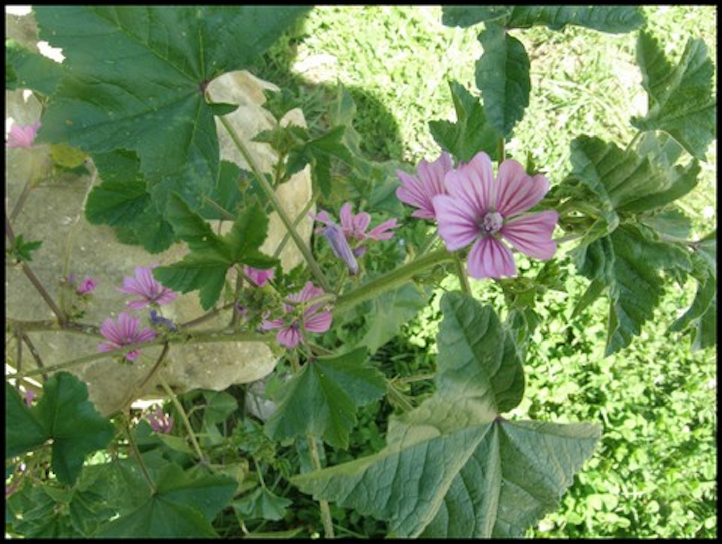 BELLES FLEURS