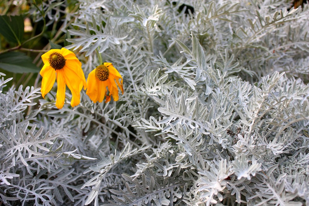 belles fleurs