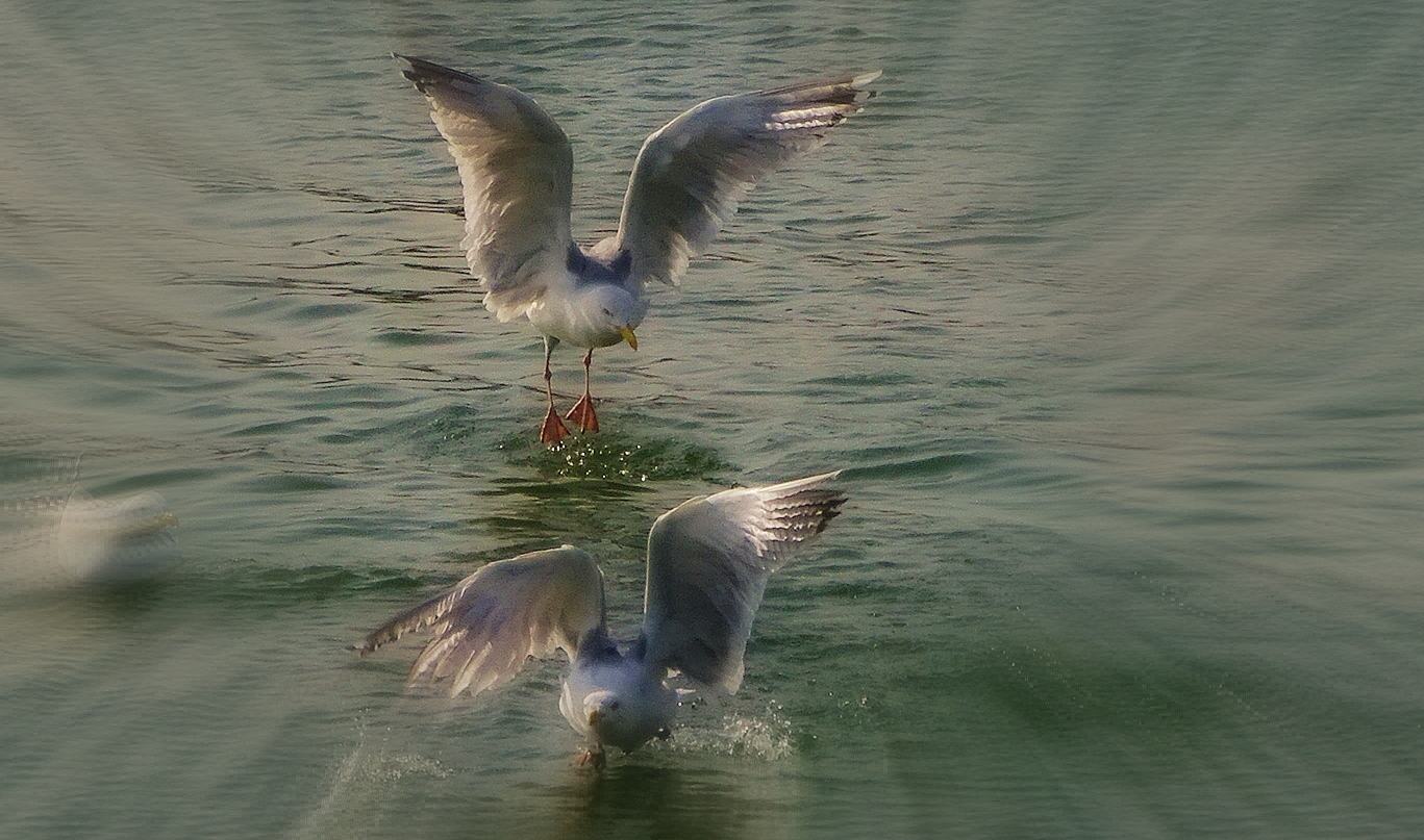 Belles mouettes