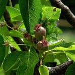 BELLES PROMESSES DE L AUTOMNE