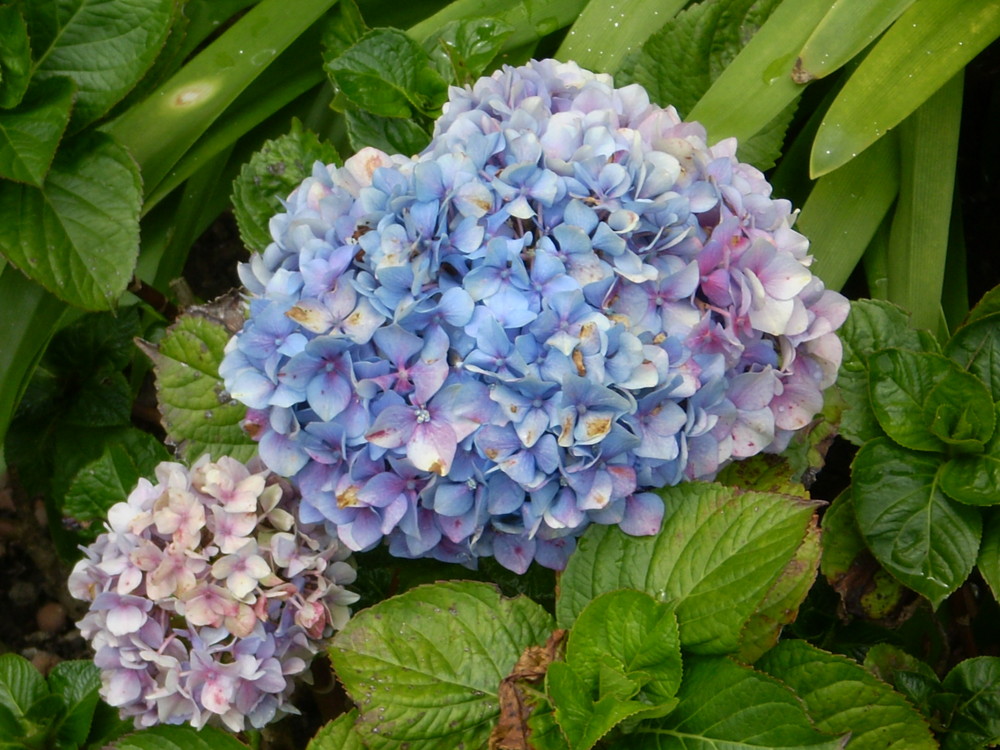 Belleza de Hortensias