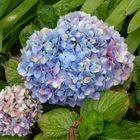 Belleza de Hortensias