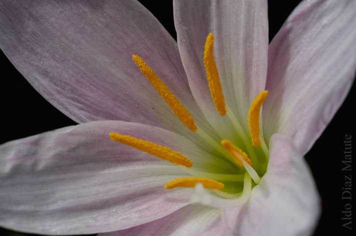 Belleza de Jardín