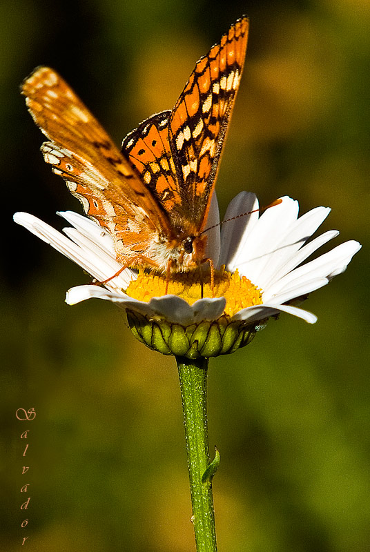 " Belleza del bosque "