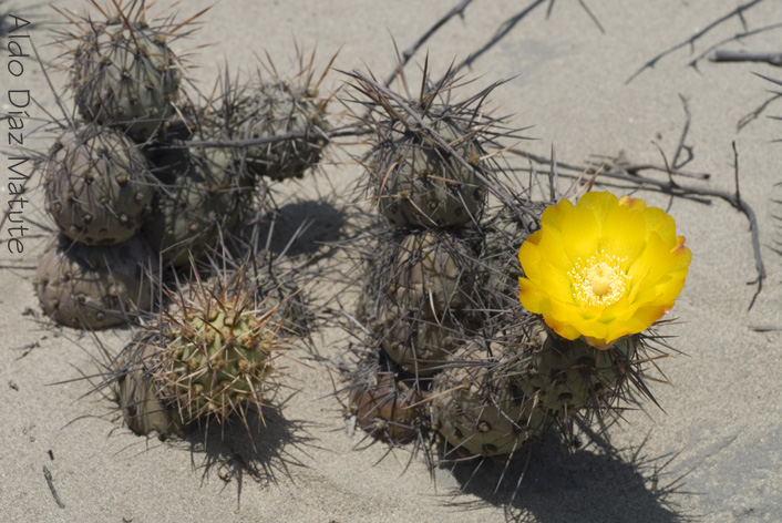 Belleza del Desierto