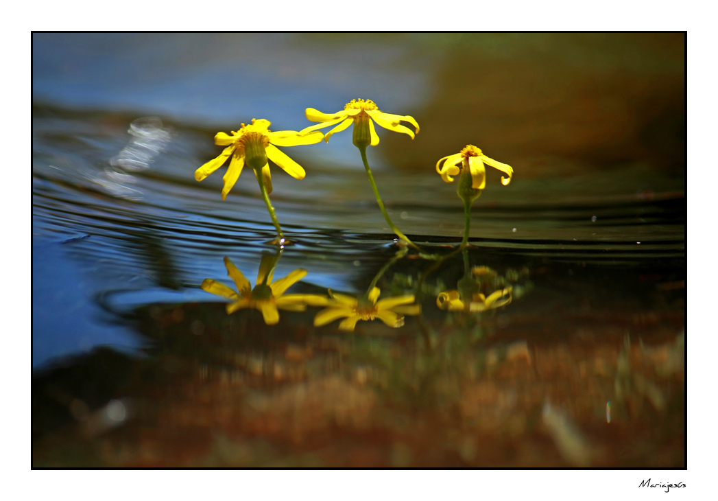 Belleza en el agua