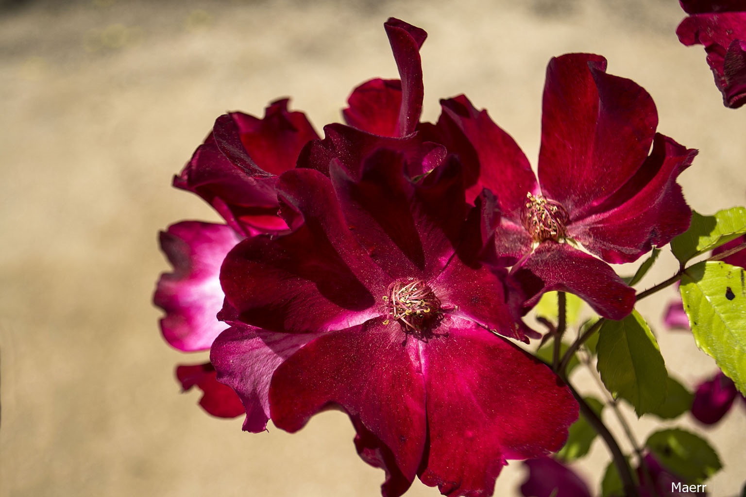 Belleza en el Botánico de Blanes