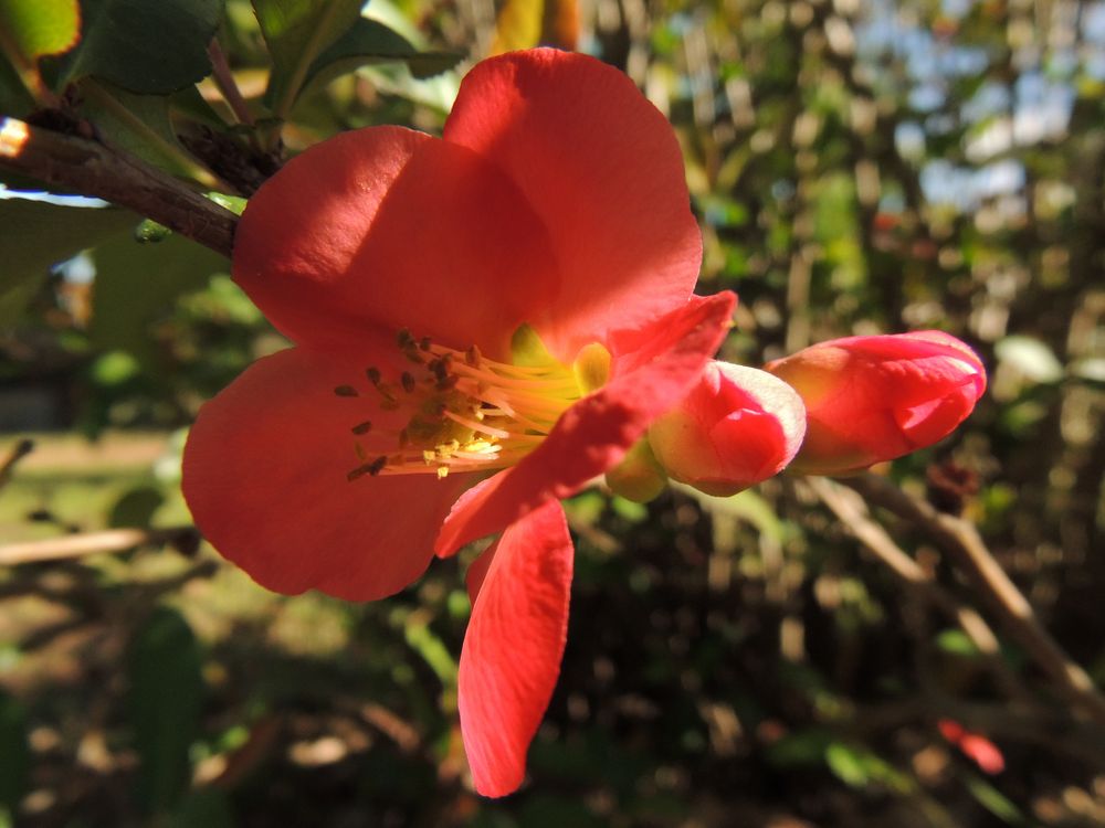 belleza en flor de flopy73 