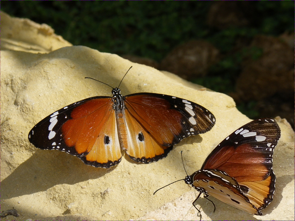 Belleza en mi jardín, primeras fotografías con la nueva cámara.