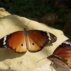 Belleza en mi jardín, primeras fotografías con la nueva cámara.