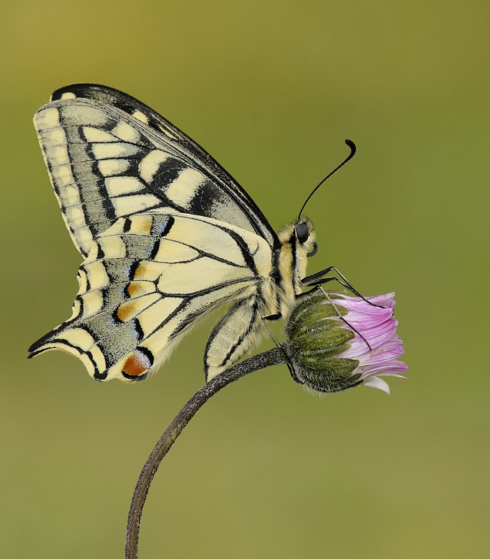 Belleza macaonica