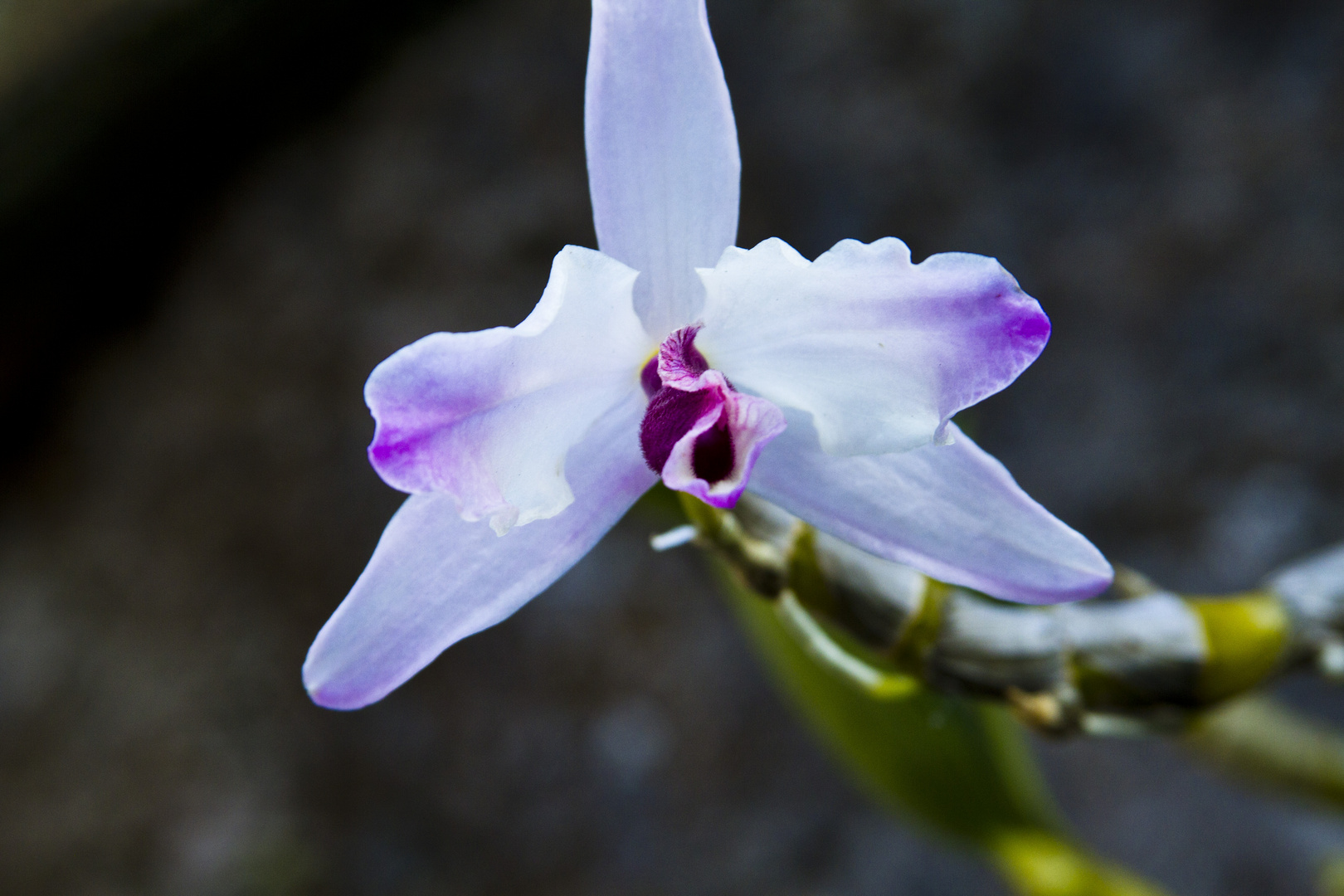 belleza morada y blanca