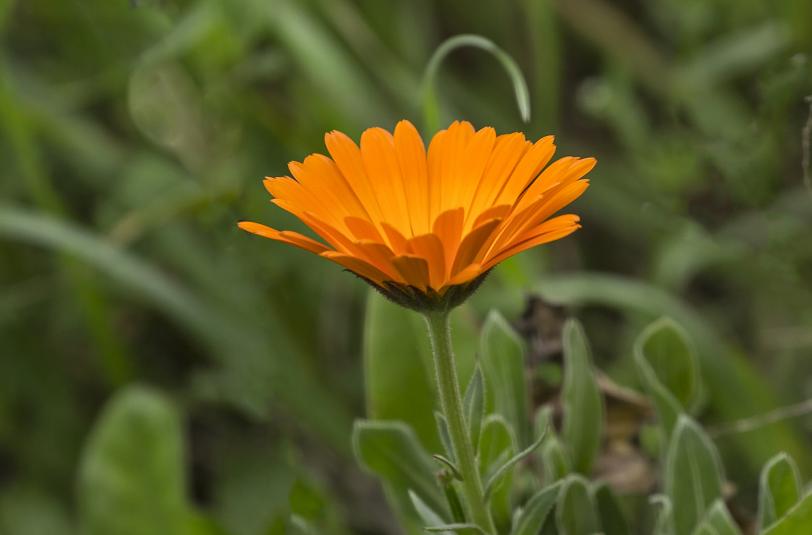 Belleza naranja