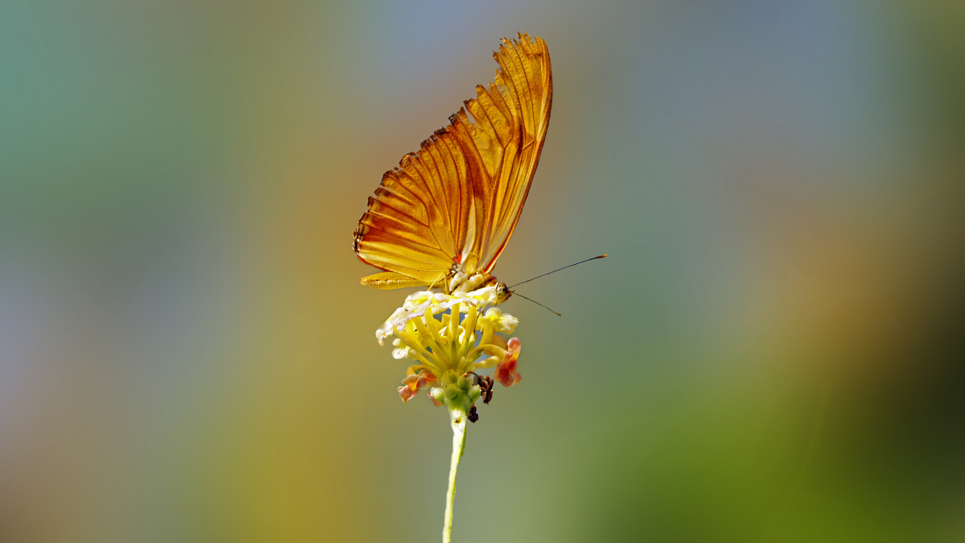 ( Belleza natural ). Para Amado Calvo & Josune Etxebarria