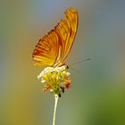 ( Belleza natural ). Para Amado Calvo & Josune Etxebarria