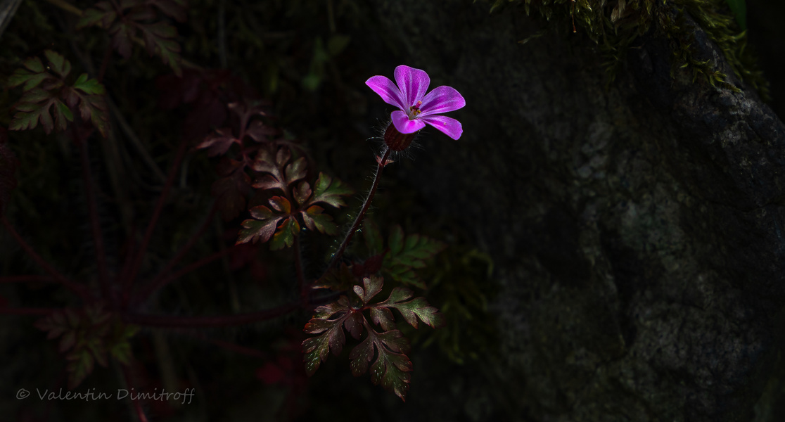 Belleza Oscura