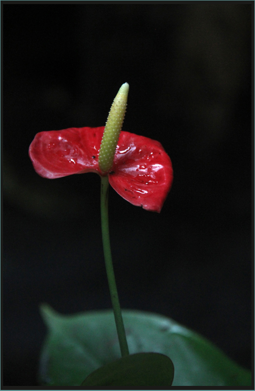 BELLEZA SOLITARIA